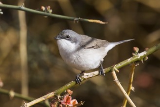 Lesser Whitethroat (Sylvia curruca) perched on a twig, Eilat, Israel, Asia