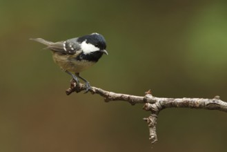 Coal Tit (Periparus ater), Utrecht, Netherlands