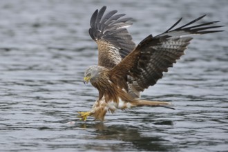 Red Kite (Milvus milvus) flying, Lower Saxony, Germany, Europe