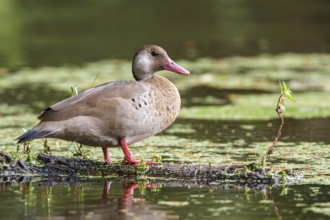 Brazilian Teal (Amazonetta brasiliensis) in a lake in the Atlantic rainforest of southeast Brazil