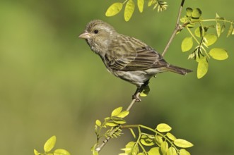 Purple Finch (Haemorhous purpureus) female, British Columbia, Canada, North America