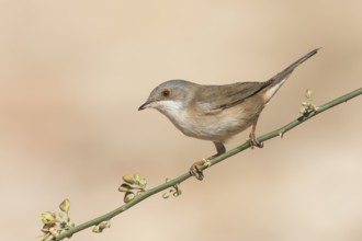 Sardinian Warbler (Sylvia melanocephala) female, Eilat, Israel, Asia