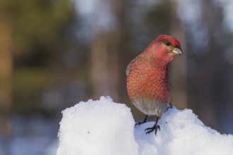 Pine Grosbeak - Hakengimpel - Pinicola enucleator, Finland, adult male, Europe