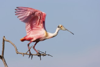 Roseate Spoonbill (Platalea ajaja), Texas, USA, North America