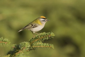 Common Firecrest (Regulus ignicapilla), Saxony, Germany, Europe