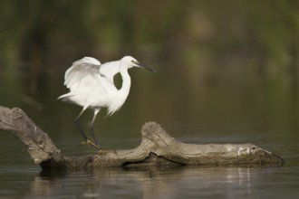 Little Egret (Egretta garzetta), Andalusia, Spain, Europe
