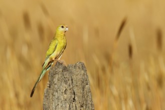 Golden-shouldered Parrot (Psephotellus chrysopterygius) female, Queensland, Australia, Oceania