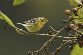 Blackburnian Warbler (Setophaga fusca) female, Ecuador, South America