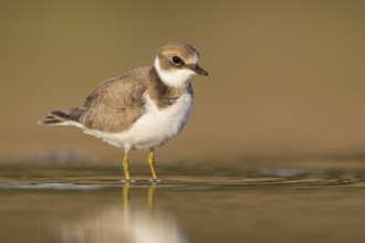 Little Ringed Plover (Charadrius dubius) juvenile foraging in the mud, Poland, Europe