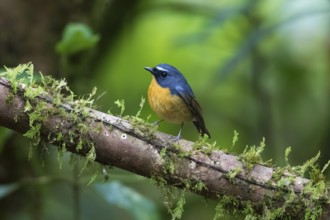 Snowy-browed Flycatcher (Ficedula hyperythra) male, Bidoup National Park, Vietnam, Asia