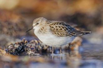 Zwergstrandläufer, Calidris minuta Little Stint, Calidris minuta