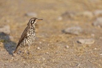 Groundscraper Thrush (Turdus litsitsirupa), Oshikoto, Namibia, Africa