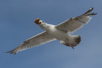 European Herring Gull (Larus argentatus) flying, Schleswig-Holstein, Germany, Europe