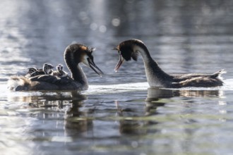 Great Crested Grebe (Podiceps Scalloped ribbonfish) with juveniles, Emsland, Lower Saxony, Germany,