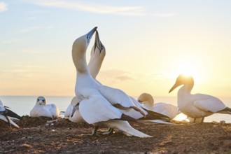 Northern gannet (Morus bassanus) greet each other with their beaks in the colony, at sunset,