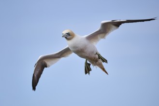 Northern gannet (Morus bassanus) flying over the sea, wildlife, Helgoland, Germany, Europe