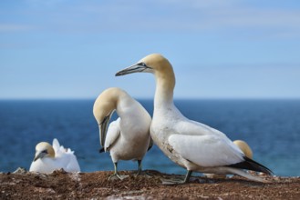 Northern gannet (Morus bassanus) greet each other with their beaks in the colony, at sunset,