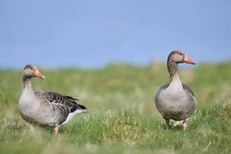 Greylag goose (Anser anser) couple on a field, wildlife, Helgoland, Germany, Europe