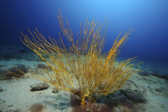 Yellow Atlantic shrub gorgonian (Muricea atlantica) Horn coral, East Atlantic, Fuerteventura,