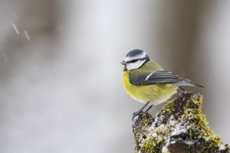Blue Tit (Parus Caeruleus) Germany