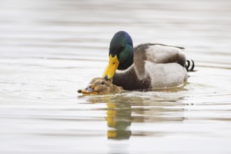 Mallard (Anas platyrhynchos) Mating Germany