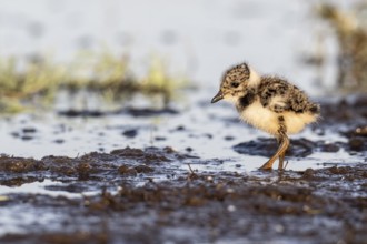 Young lapwing (Vanellus vanellus), Lower Saxony, Germany, Europe