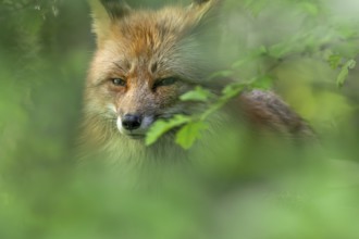 Close-up of red fox (Vulpes vulpes) looking through leaves in broadleaved forest in spring