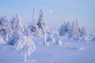 Winter landscape with snow-covered trees, Riisitunturi National Park, Posio, Lapland, Finland,