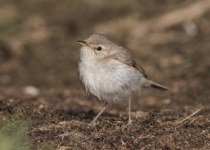 Booted Warbler (Iduna caligata) perched on a branch, Wales, United Kingdom, Europe