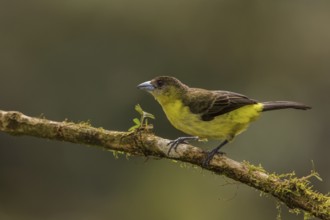 Lemon-rumped Tanager (Ramphocelus icteronotus) female perched on a branch, Alambi, Ecuador, South