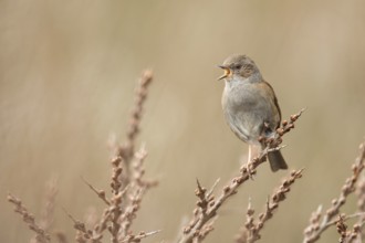 Dunnock (Prunella modularis) singing, perched on a branch, North Holland, Netherlands