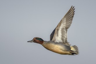 Eurasian Teal (Anas crecca) male flying, Schleswig-Holstein, Germany, Europe