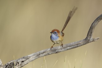 Rufous-crowned Emu-wren (Stipiturus ruficeps) male, Northern Territory, Australia, Oceania