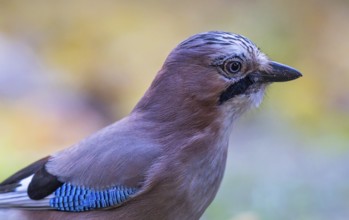 Eurasian Jay (Garrulus glandarius), Bavaria, Germany, Europe