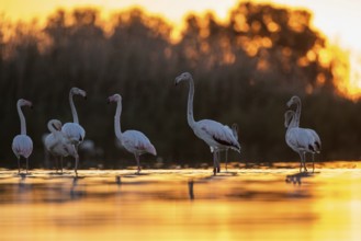 Greater Flamingo (Phoenicopterus roseus) group, Castile-La Mancha, Spain, Europe
