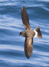 European Storm Petrel (Hydrobates pelagicus) flying, Peniche, Portugal, Europe