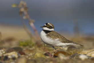 Little Ringed Plover (Charadrius dubius) male foraging, North Rhine-Westphalia, Germany, Europe