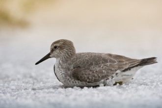 Red Knot (Calidris canutus), Schleswig-Holstein, Germany, Europe