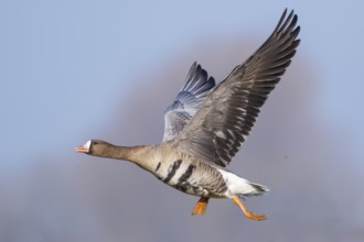 Greater White-fronted Goose (Anser albifrons) flying, North Rhine-Westphalia, Germany, Europe