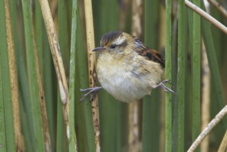 Wren-like Rushbird (Phleocryptes melanops), Lago Junin, Peru, South America