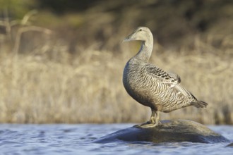Common Eider (Somateria mollissima) female, Manitoba, Canada, North America
