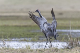Common Crane (Grus grus), Vaestergoetland, Sweden, Europe
