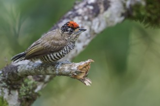 White-barred Piculet (Picumnus cirratus) perched on a branch in the Atlantic rainforest of