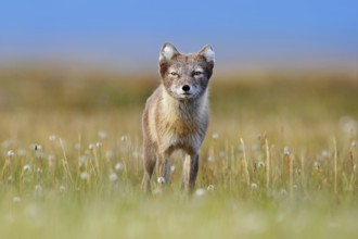 Arctic Fox, Vulpes lagopus, cute animal portrait in the nature habitat, grassy meadow with flowers,