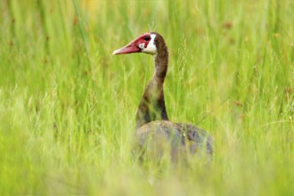 Spur-winged goose, Plectropterus gambensis, big black African bird with red bill sitting on the