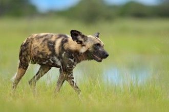 African wild dog, Lycaon pictus, walking in the lake. Hunting painted dog with big ears, beautiful