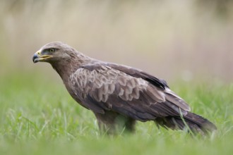 Lesser Spotted Eagle (Clanga pomarina) on grassland, Poland, Europe