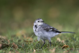 White Wagtail - Bachstelze - Motacilla alba ssp. alba, Great britain