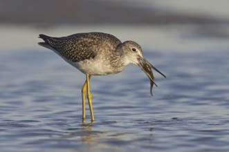 Greater Yellowlegs (Tringa melanoleuca) foraging, Ohio, USA, North America