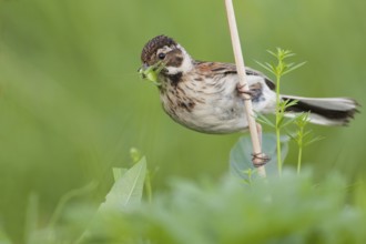 Common Reed Bunting (Emberiza schoeniclus) female, Nizhegorodskaya, Russia, Europe